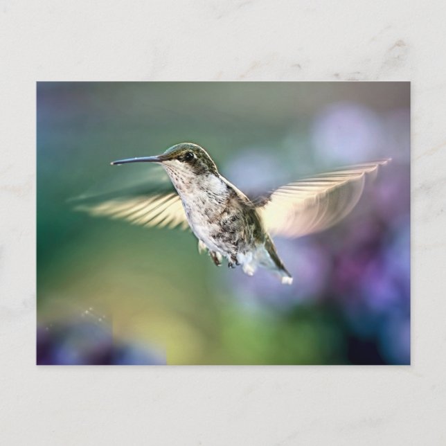 Hummingbird Flying Postcard (Front)