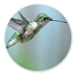 Hummingbird Green Flight Photo Wildlife Ceramic Knob