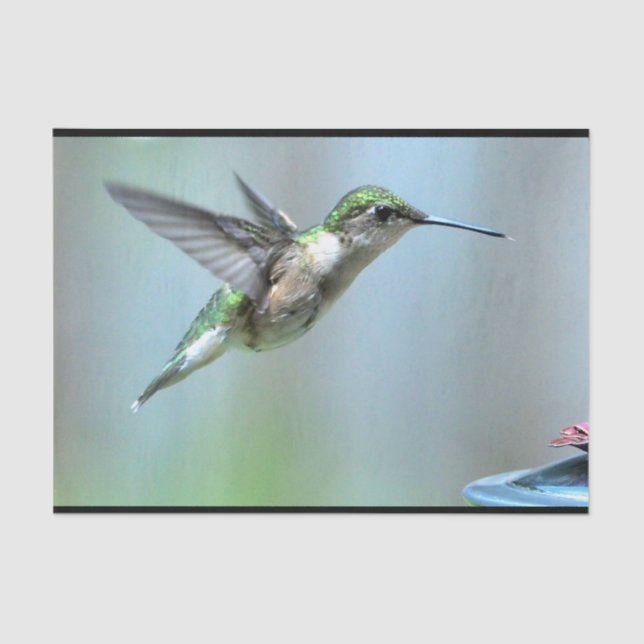 Hummingbird Green Flight Photo Wildlife Tissue Paper (Front)