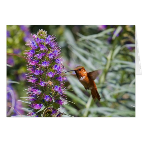 Hummingbird Greeting Card