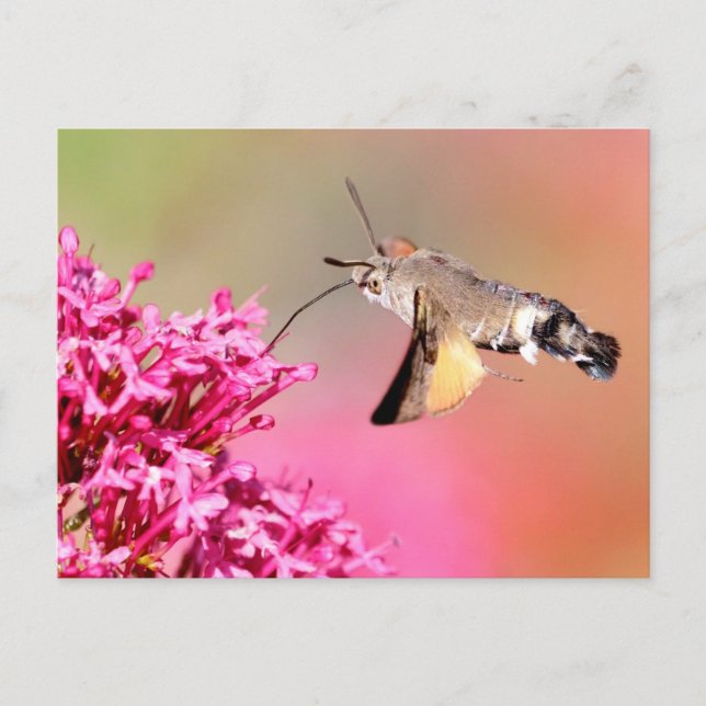 Hummingbird Hawk-moth butterfly in flight Postcard (Front)