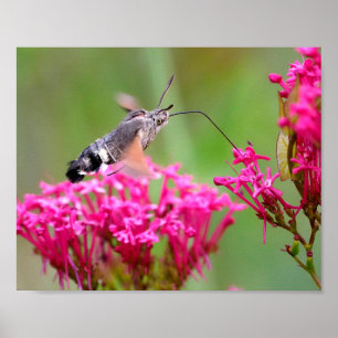 Hummingbird Hawk-moth butterfly in flight  Poster
