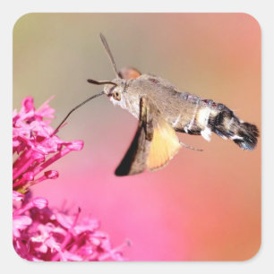 Hummingbird Hawk-moth butterfly in flight  Square Sticker