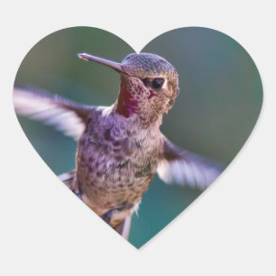 Hummingbird Heart Sticker