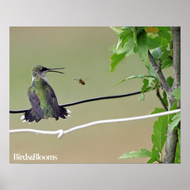 Hummingbird & Honey Bee Poster (Front)
