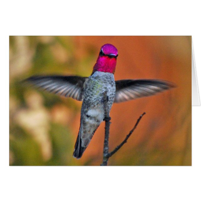 Hummingbird hovering (Front Horizontal)
