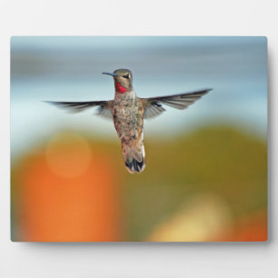 Hummingbird hovering plaque