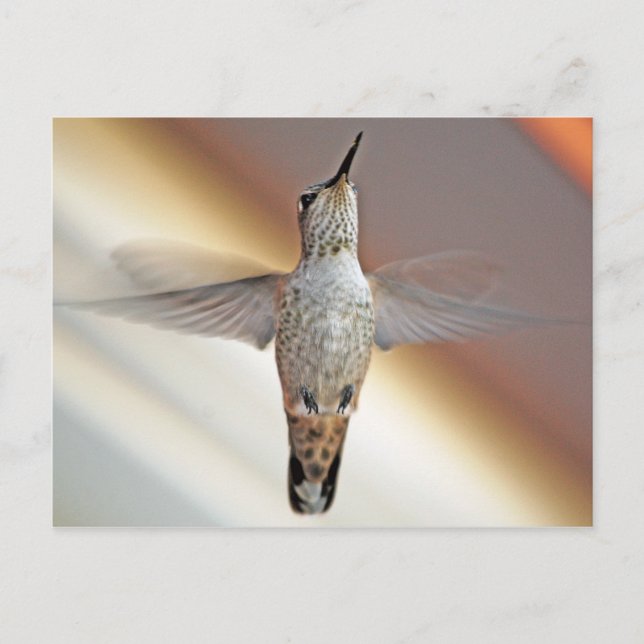 Hummingbird hovering postcard (Front)