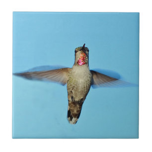 Hummingbird hovering tile