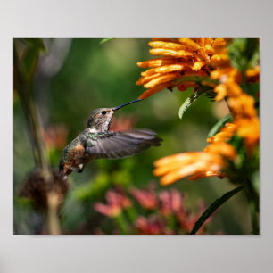 Hummingbird hovering with Flowers - Wildlife Photo Poster