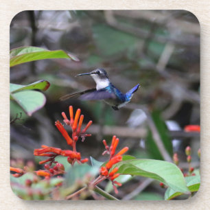 Hummingbird in Flight and Red Flowers Coaster