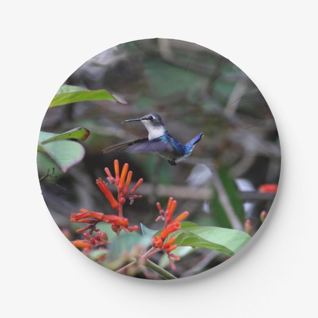 Hummingbird in Flight and Red Flowers Paper Plate (Front)