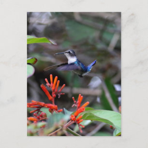 Hummingbird in Flight and Red Flowers Postcard