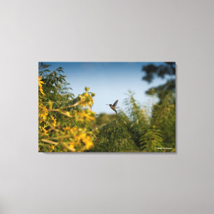 Hummingbird in Flight Canvas Print