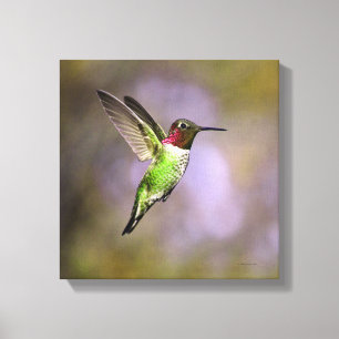 Hummingbird In Flight Canvas Print