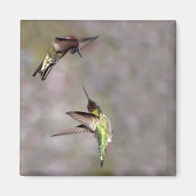 Hummingbird in Flight Magnet (Front)