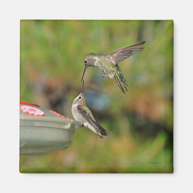 Hummingbird in Flight Magnet (Front)