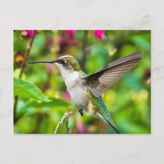 Hummingbird in Flight Postcard