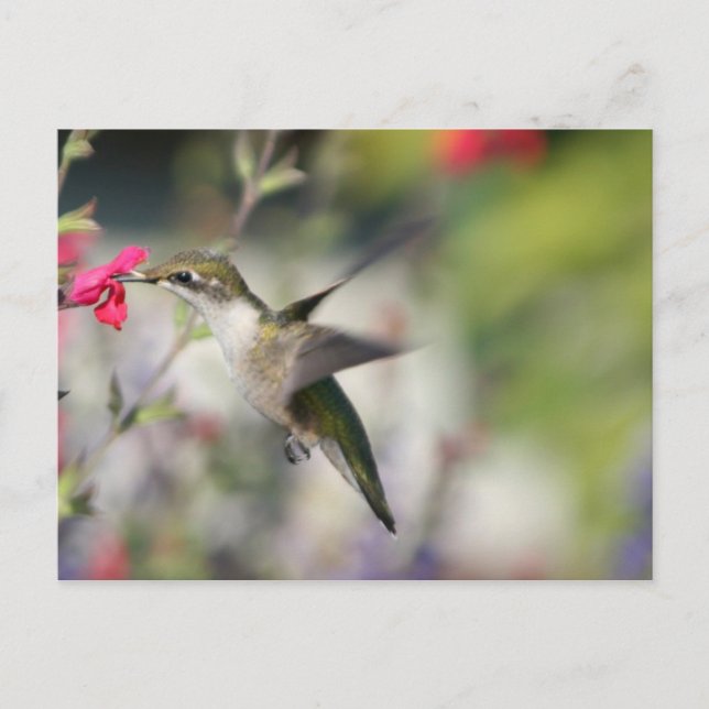 Hummingbird in Flight Postcard (Front)