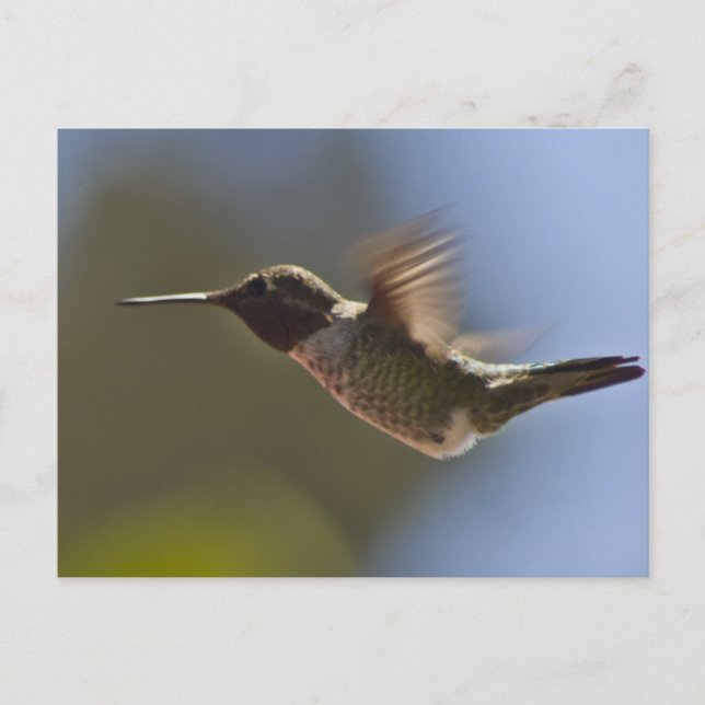 Hummingbird in Flight Postcard (Front)