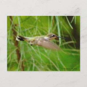Hummingbird in Flight Postcard