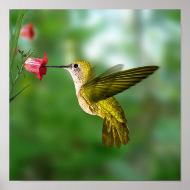 Hummingbird in Flight Poster (Front)