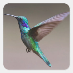 Hummingbird in Flight Square Sticker