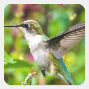 Hummingbird in Flight Square Sticker