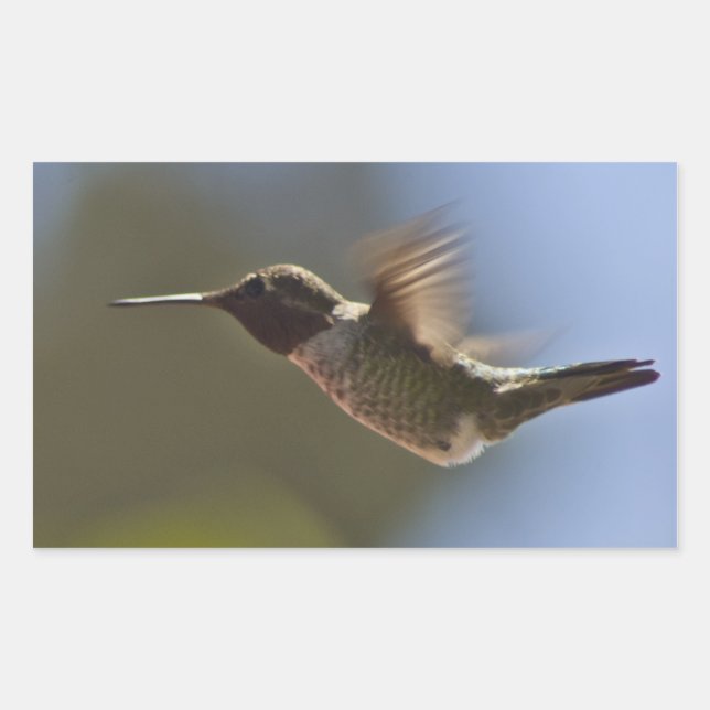 Hummingbird in Flight Sticker (Front)