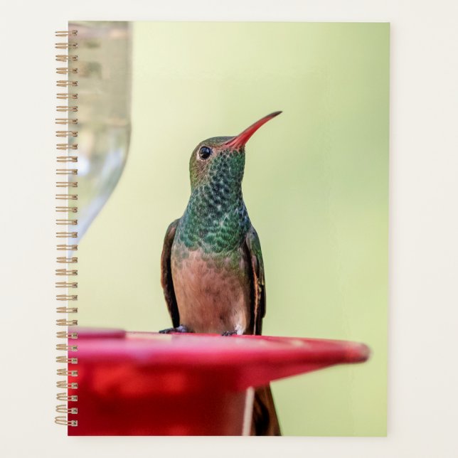 Hummingbird in Texas 2024 Planner (Front)