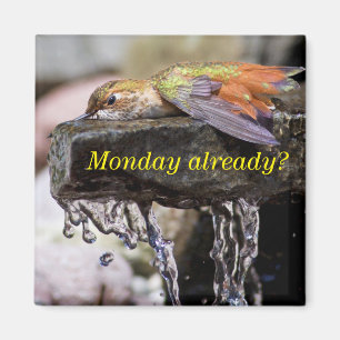 Hummingbird  Laying in Water 2 Magnet