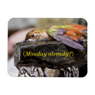 Hummingbird Laying in Water 2 Magnet