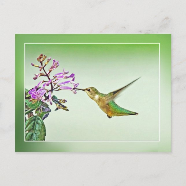 Hummingbird Lunch Postcard (Front)