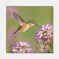 Hummingbird