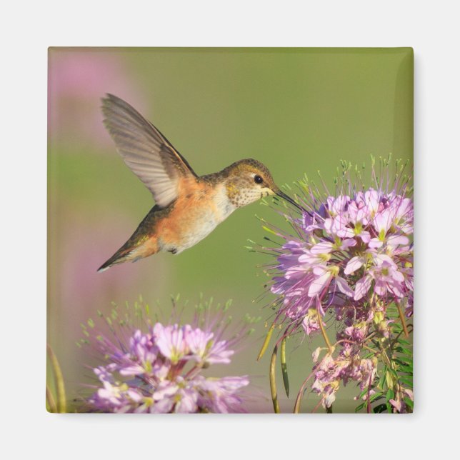 Hummingbird Magnet (Front)