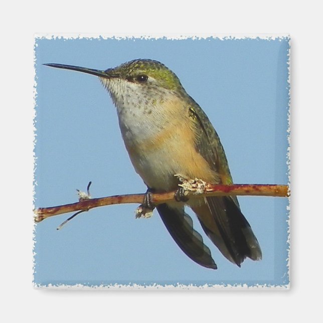 Hummingbird. Magnet (Front)