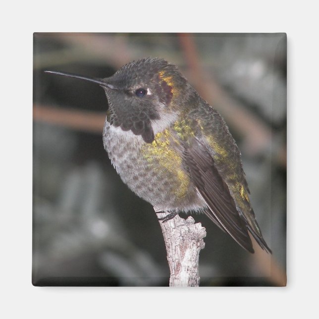 Hummingbird. Magnet (Front)