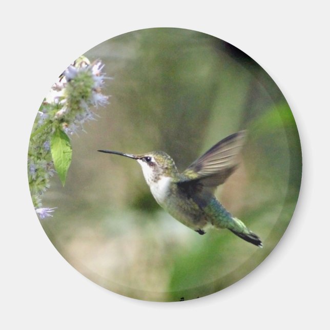 Hummingbird Magnet (Front)