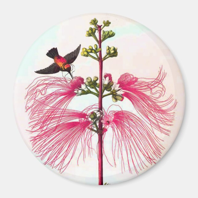 Hummingbird mimosa tree flower vintage Heade Magnet (Front)