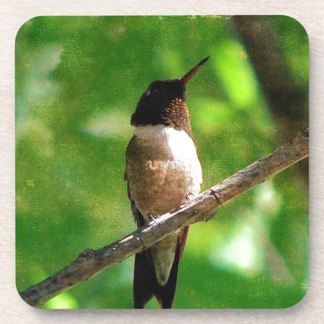 Hummingbird Morning Coaster (Front)