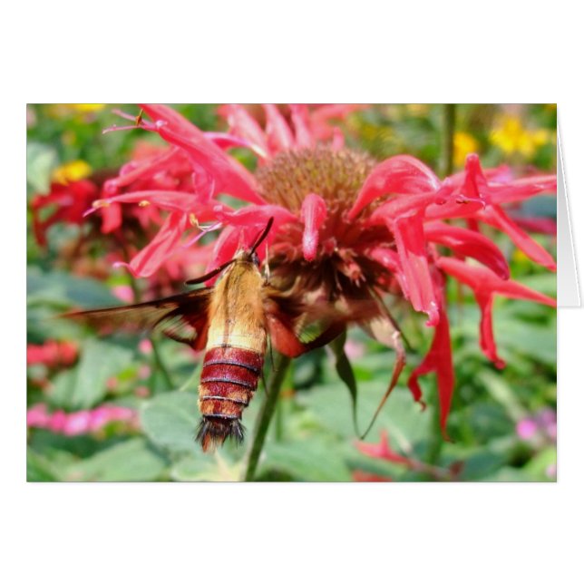Hummingbird Moth (Front Horizontal)
