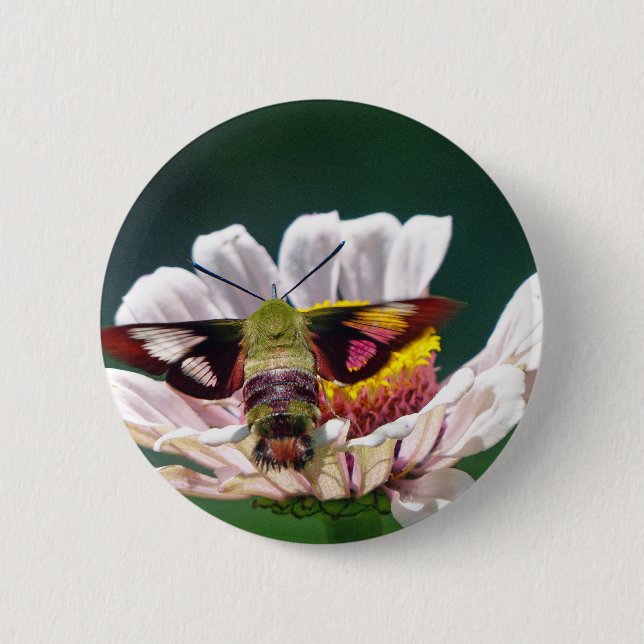 Hummingbird Moth 2 Inch Round Button (Front)