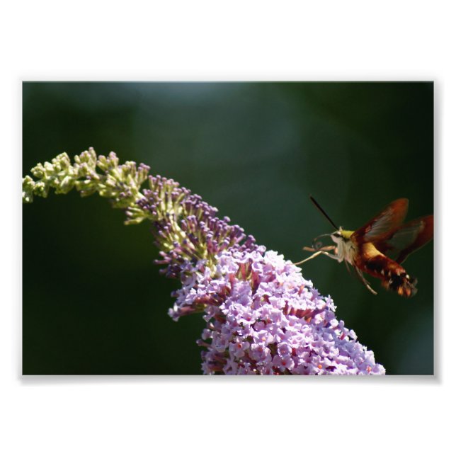 HummingBird Moth 7 x 5 Photographic Print (Front)