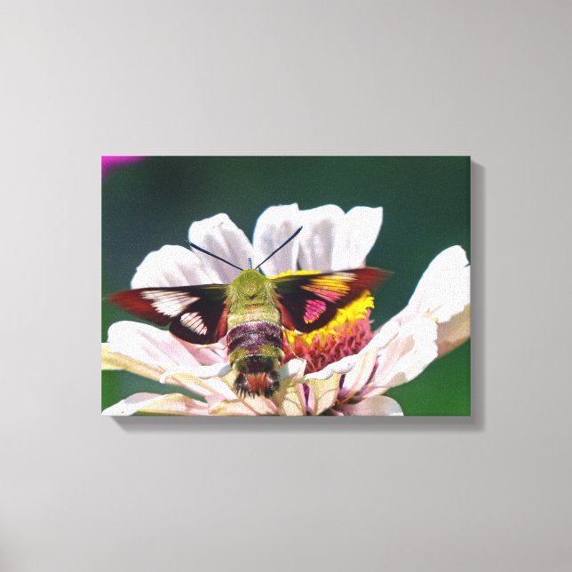 Hummingbird Moth Canvas Print (Front)