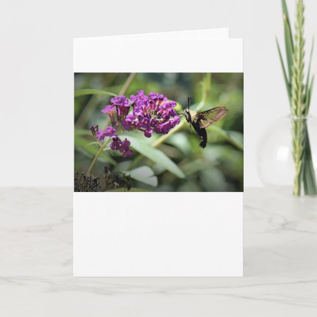 Hummingbird Moth, card (Front)