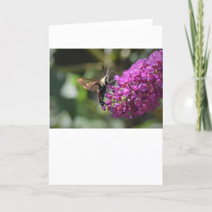 Hummingbird Moth, card