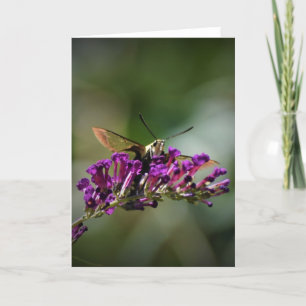 Hummingbird Moth, card