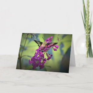 Hummingbird Moth, card