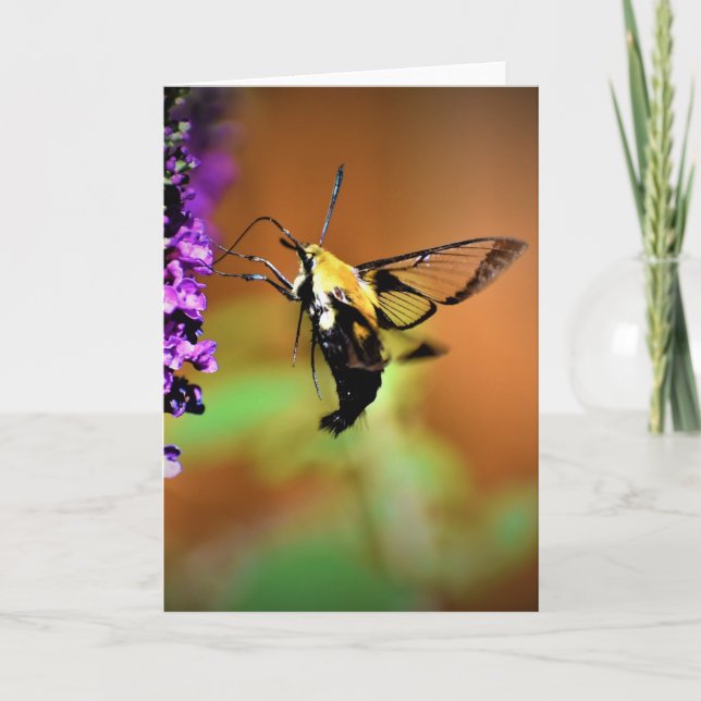 Hummingbird Moth, card (Front)
