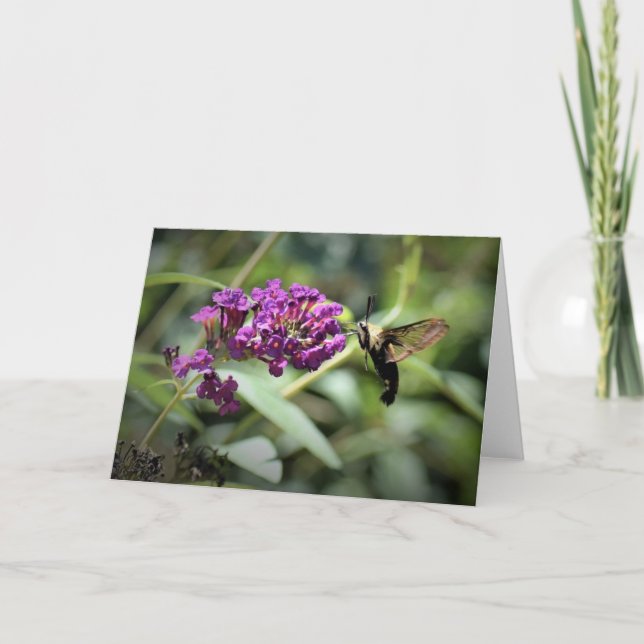 Hummingbird Moth, card (Front)
